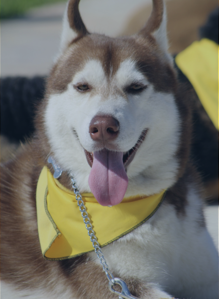 Canil-Canavnas | Nosso Canil