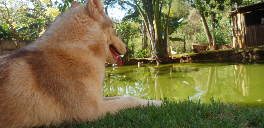 Canil-Canavnas | Nossa Estrutura