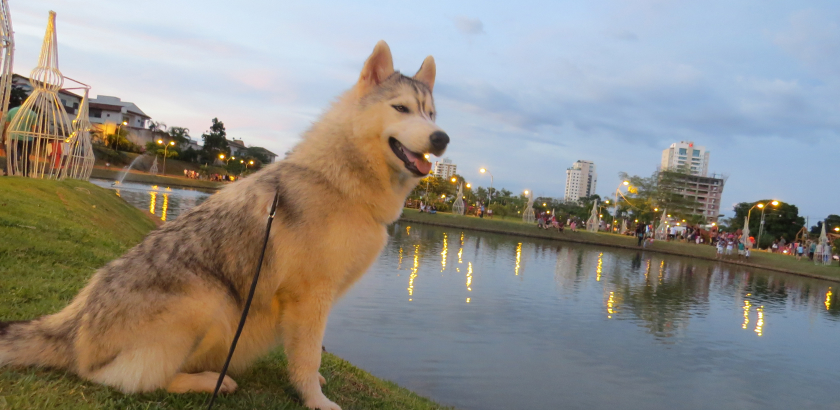 Canil-Canavnas | O Canil