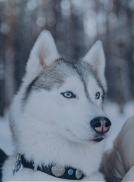 Canil-Canavnas | Nosso Canil